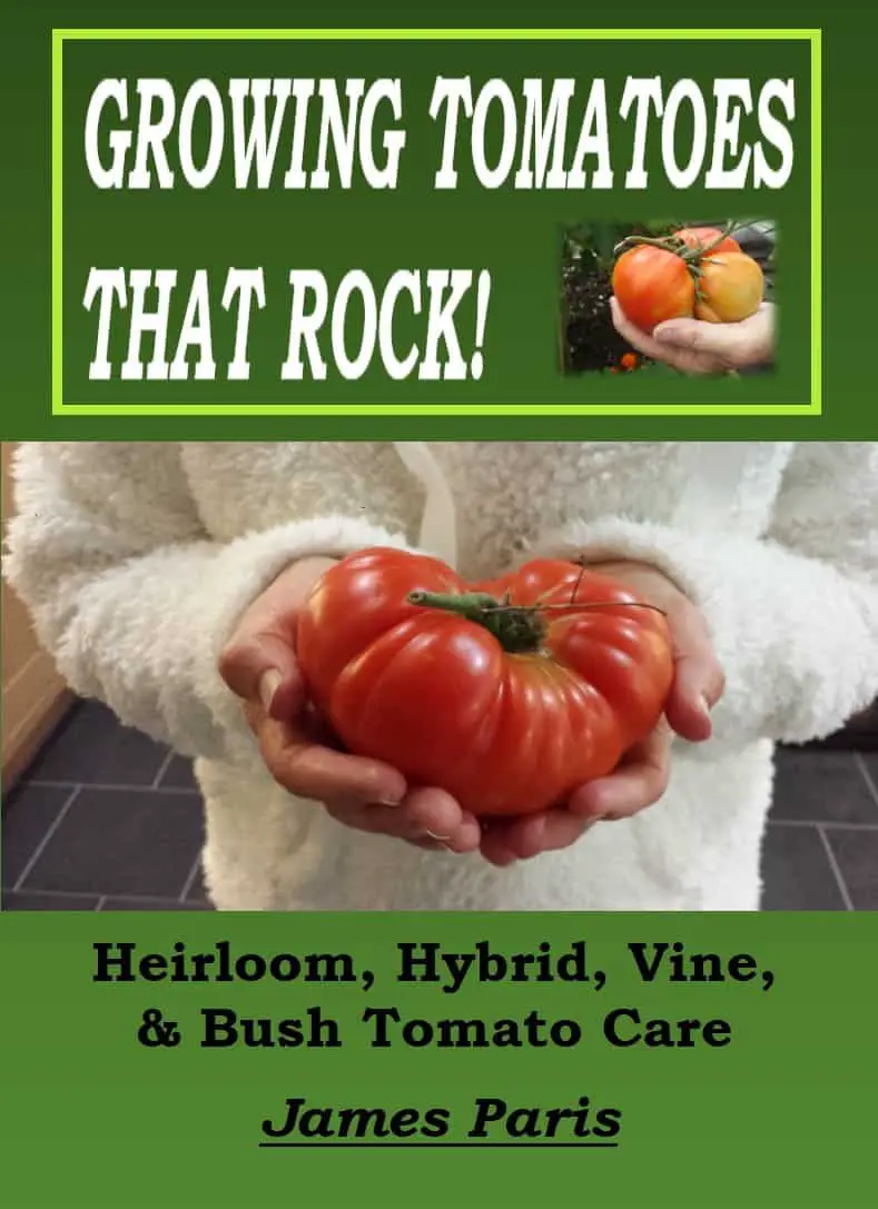 Growing Tomatoes That Rock