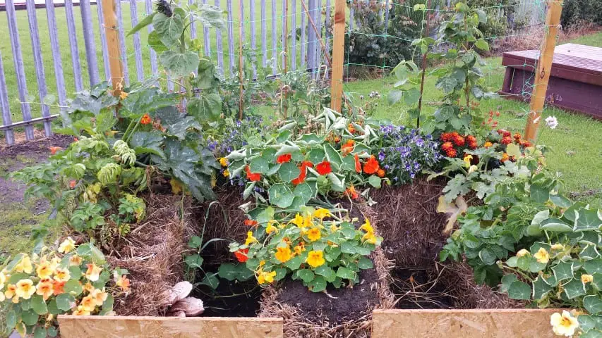 An 'E' shaped straw bale garden in full bloom with mixed vegetable plants, strawberries, and flowering nasturtiums and violas