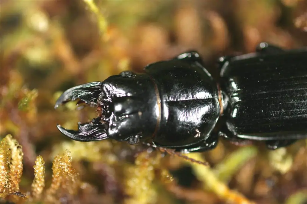 large black ground beetle that will hunt down an consume garden pests of all kinds.