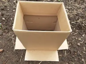 Growing Potatoes In A Cardboard Box – No Dig Vegetable Gardening Blog