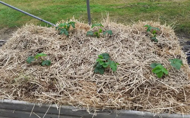 Newly planted strawberries growing in straw bales