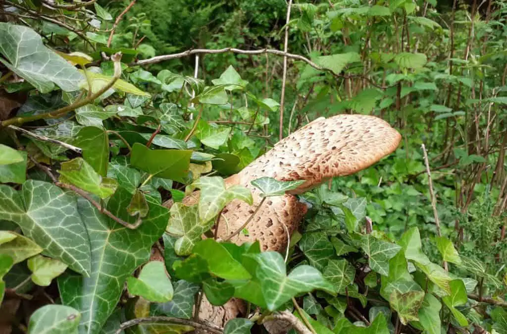 Dryads saddle mushroom growing on tree