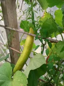 yellow cucumber on plant hanging between cane structure