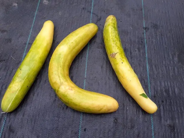 3 examples of cucumbers that have gone yellow in color. Sitting in a row on the polytunnel floor