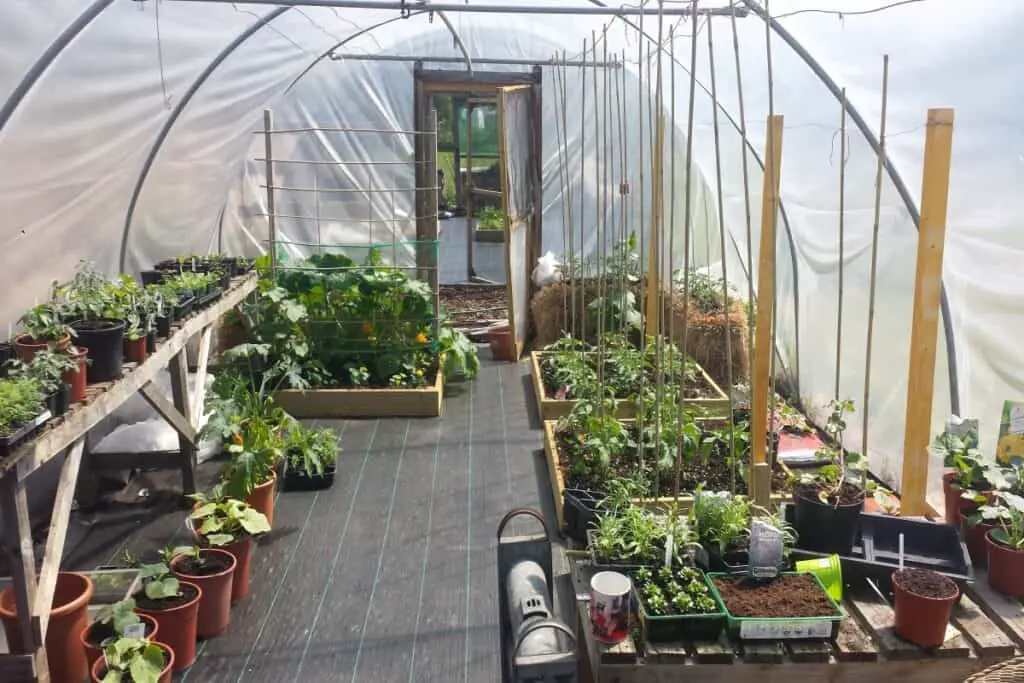 Inside our polytunnel with a collection of shallow raised beds just planted out with various tomato varieties