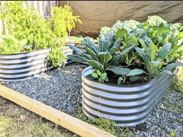 Shiny steel metal raised garden bed growin a variety of vegetables sitting on a gravel base.