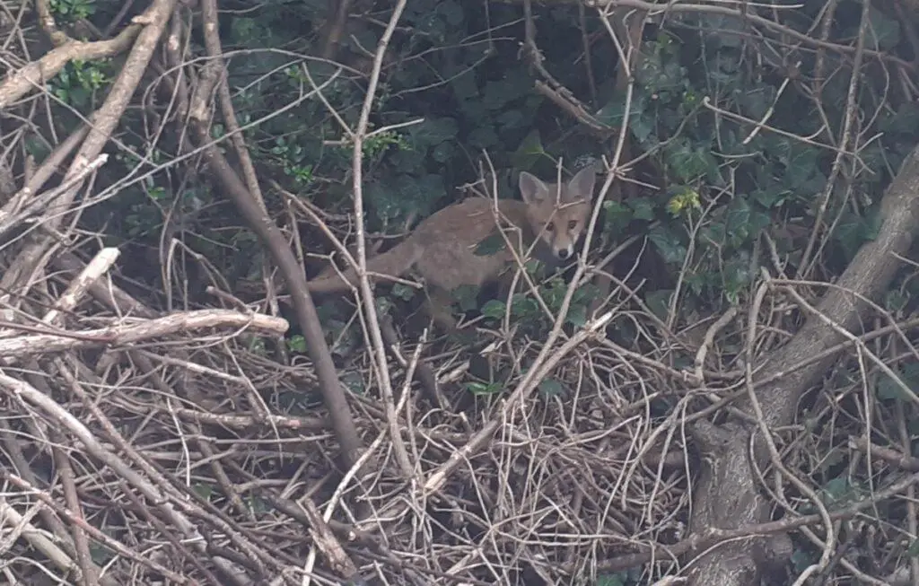 Young fox cub hiding in the shrubbery and staring back at the camera