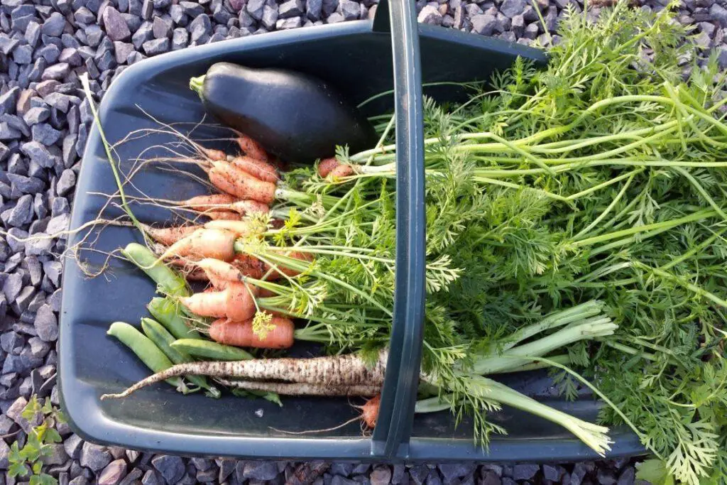 Collection of mixed vegetables from our garden in a green 'trugg' including carrots, peas, parsnip, and eggplant