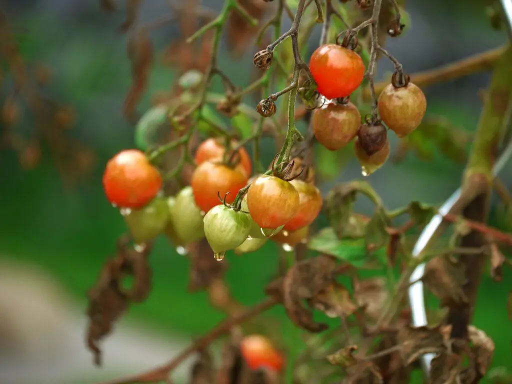 withered tomato vine showing cherry tomatoes on a cordon tomato plant that has been overwatered