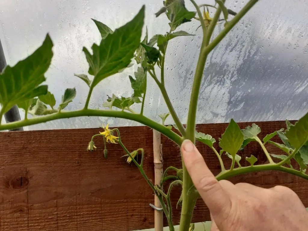 How To Trim Tomato Plants For Maximum Yield – No Dig Vegetable ...