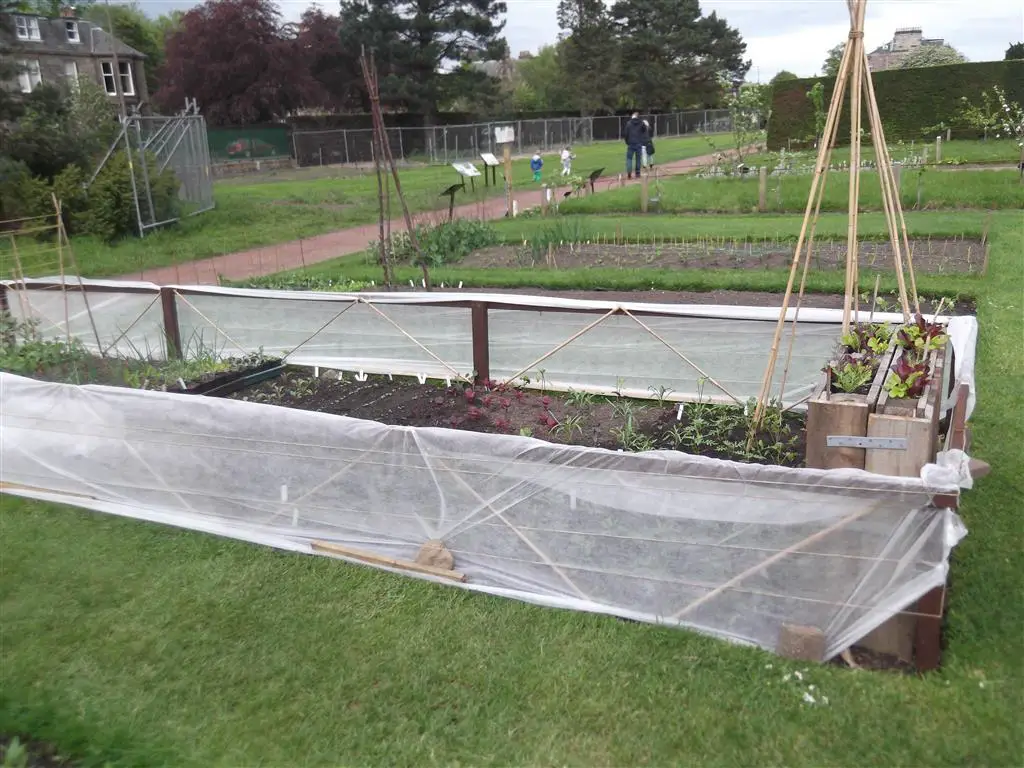 a short carrot fly fence or barrier showing a light timber frame 2 foot high covered with garden fleece along the sides