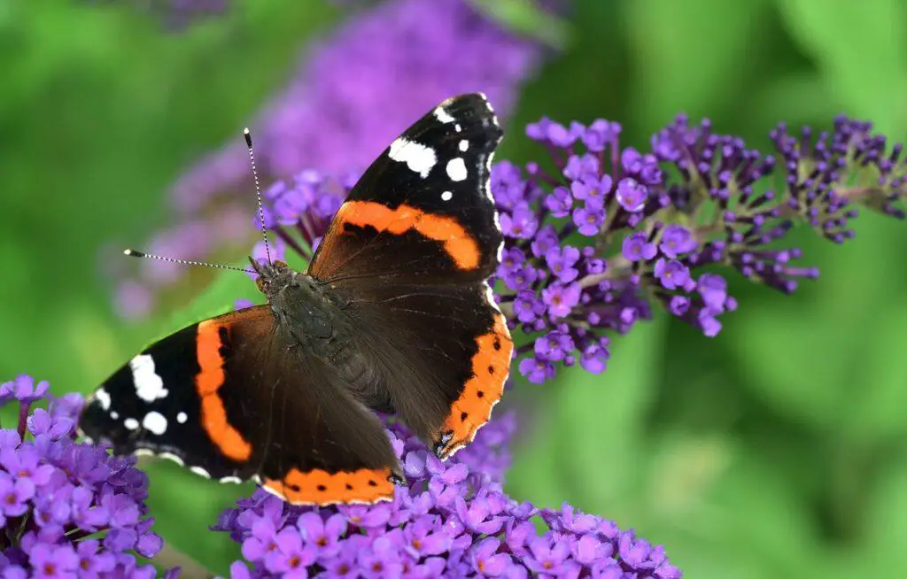 Red admiral butterfly quietly resting on a beautiful purple flower