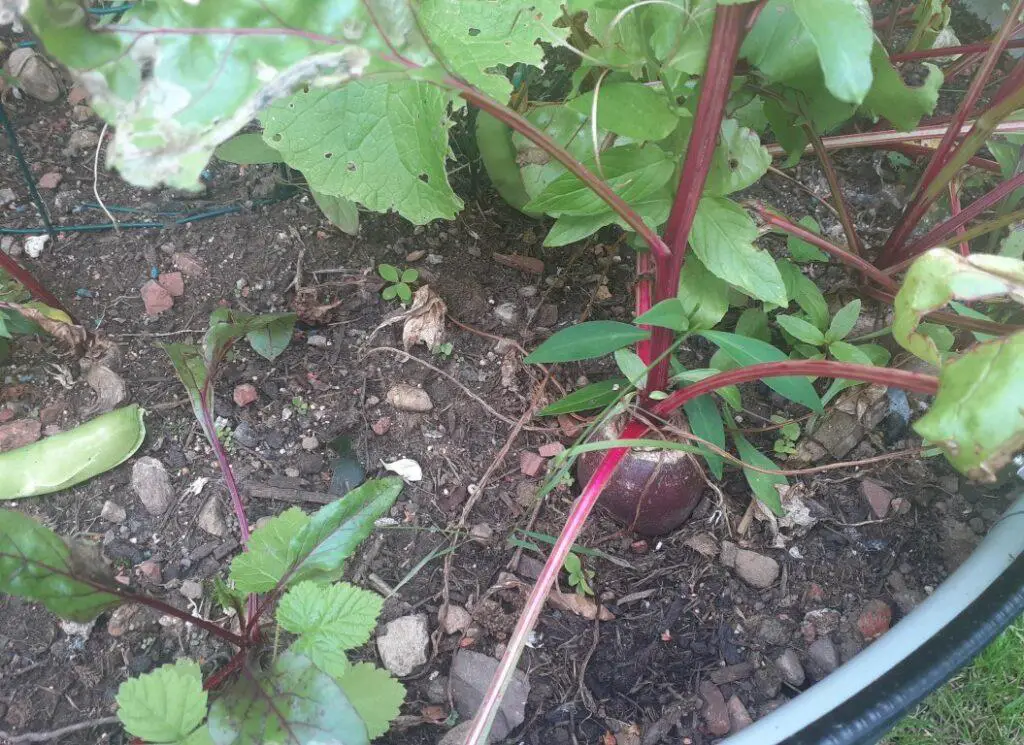Golfball-sized beetroot in my garden bed ready for harvesting
