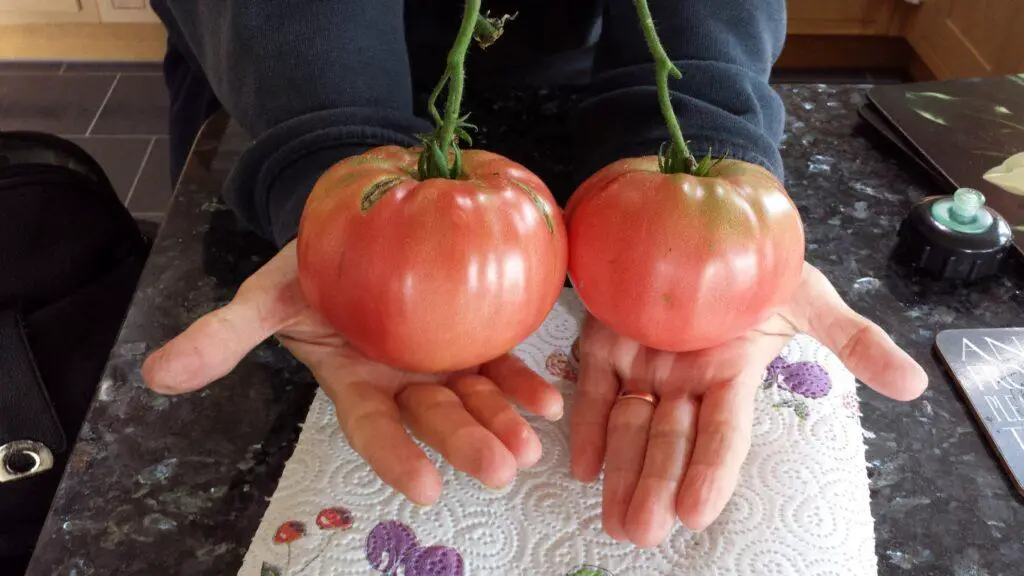 my wife holding two brandywine heirloom tomatoes in her hands, after removing them from our own vine