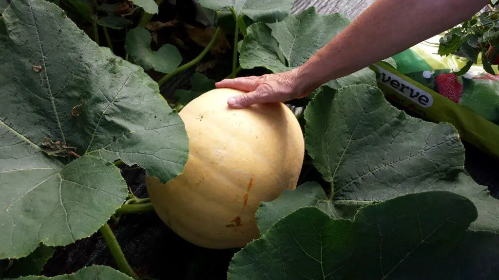 This pumpkin growing in my polytunnel would make a poor companion for the Eggplant as it would take away all the nutrients.