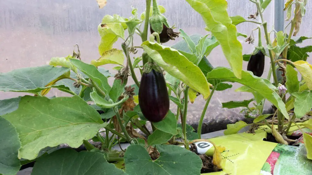 Eggplant (Aubergine) growing in my polytunnel with companion planting nearby