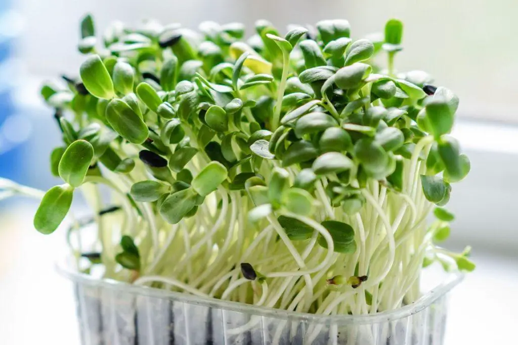 A bunch of mustard microgreens growing in small plastic pot on a countertop