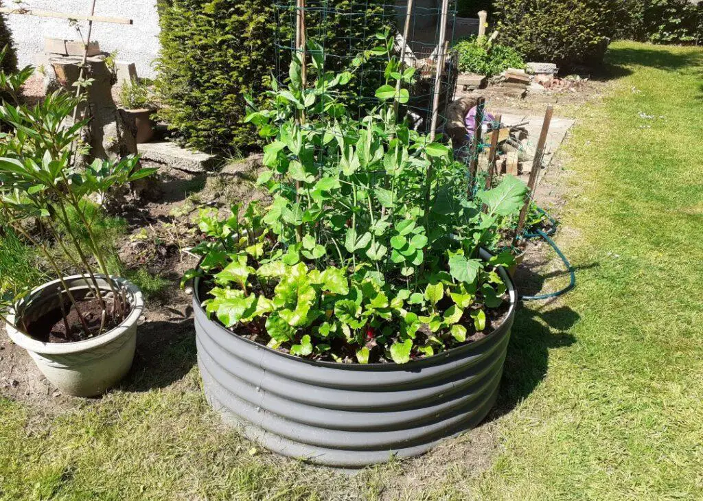 A round corrugated metal raised garden bed filled with a selection of vegetables