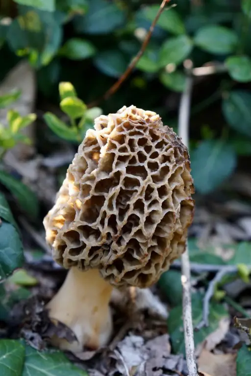 morel mushroom growing in undergrowth