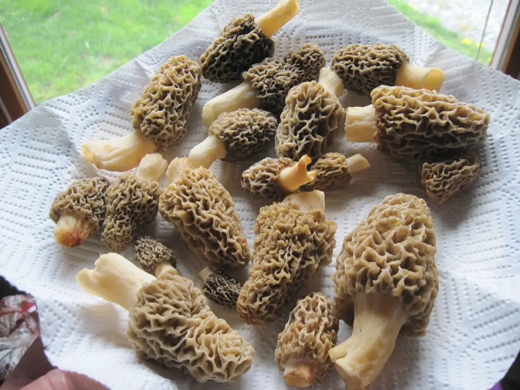 Harvested morel mushrooms drying out on kitchen cloth