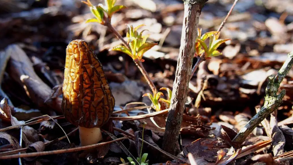 Morel mushroom growing in the woods
