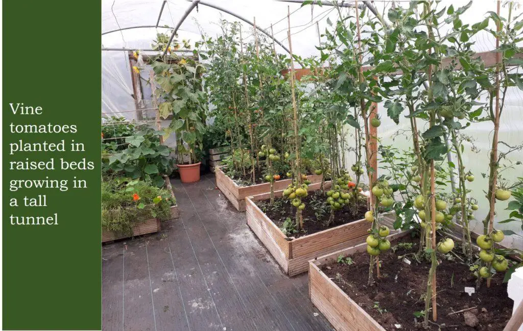 tomatoes growing in a polytunnel