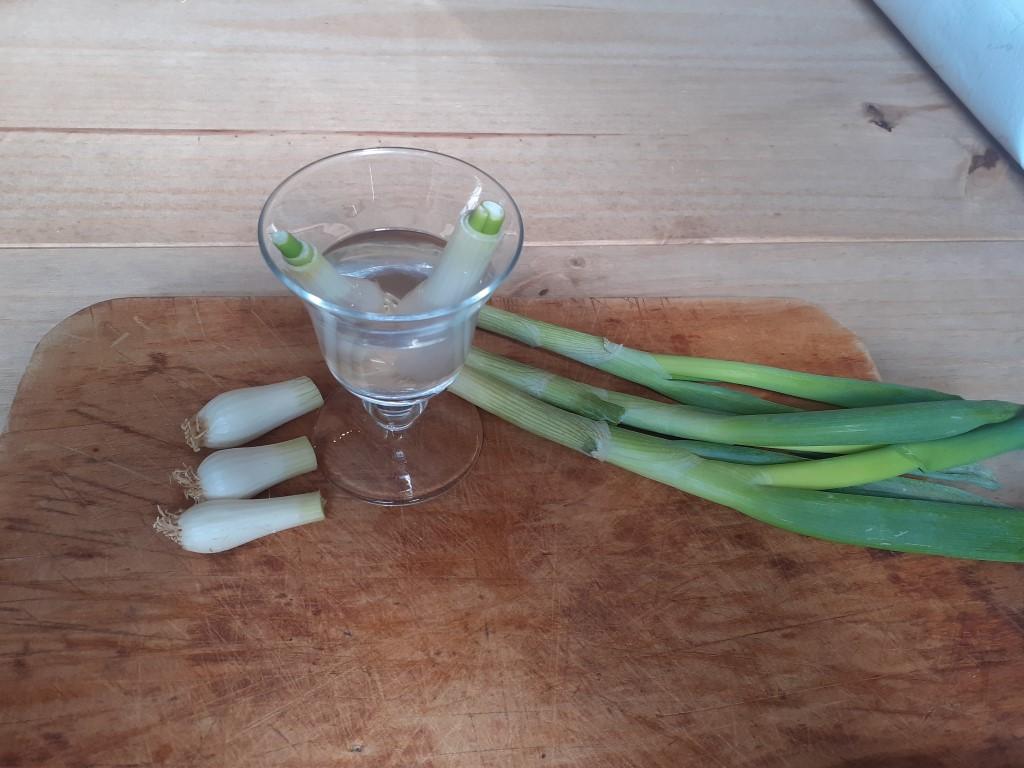 How To Regrow Green Onions In Water or Soil – No Dig Vegetable ...