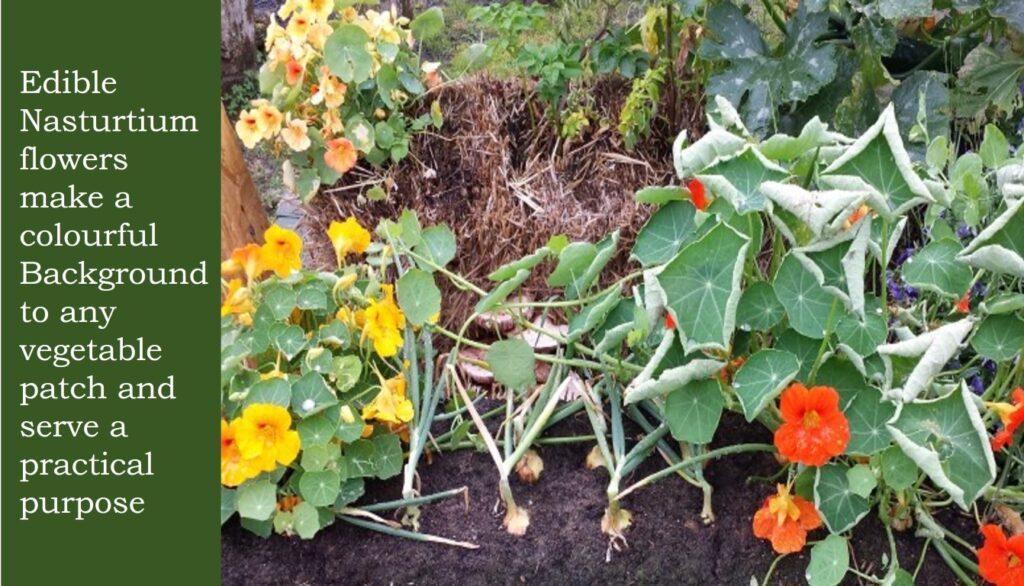 Nasturtiums make excellent companion plants