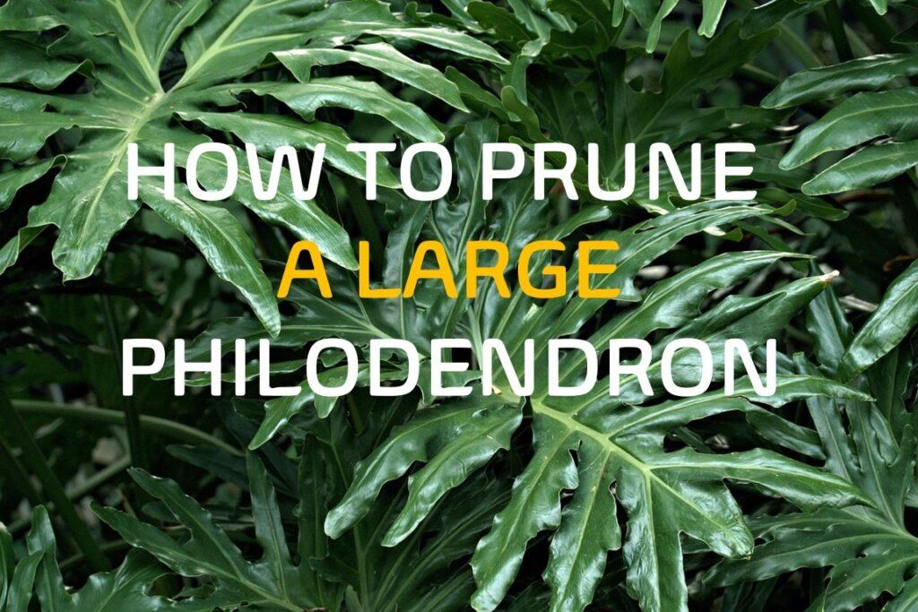 Pruning Philodendron